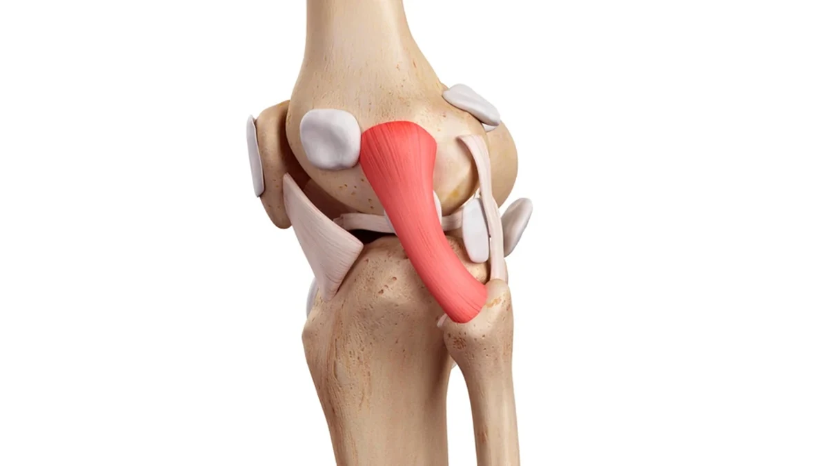 Ilustração do joelho destacando os ligamentos colaterais nas faces interna e externa